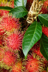 Rambutan, Thai Exotic Fruit of Thailand