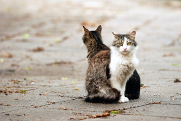 Street cats