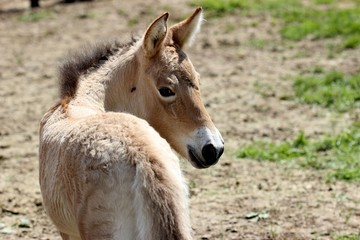 Neugeborenes Przewalskifohlen 