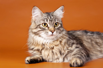 Maine coon on orange background