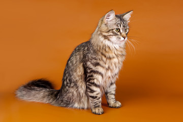 Maine coon on orange background