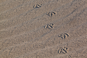 Duck trace on sand