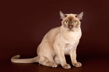 Burmese cat on brown background