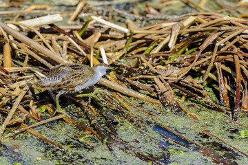 sora, porzana carolina