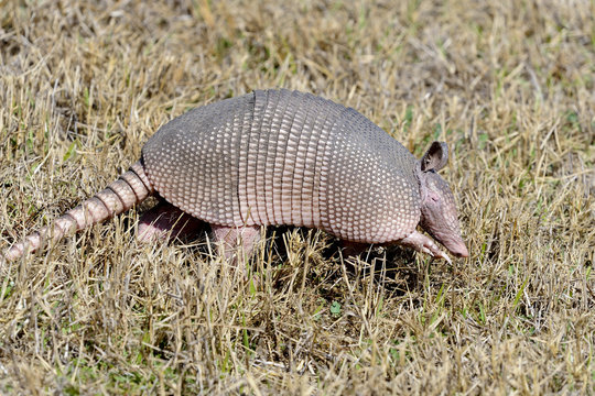 dasypus novemcinctus, nine-banded armadillo