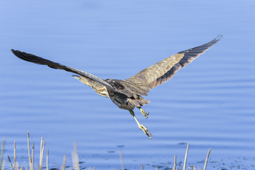 american bittern, botaurus lentiginosus