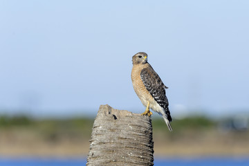 buteo lineatus, red-shouldered hawk