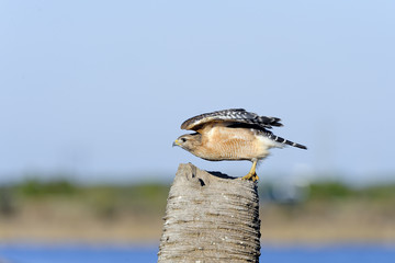 buteo lineatus, red-shouldered hawk