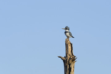 belted kingfisher, megaceryle alcyon