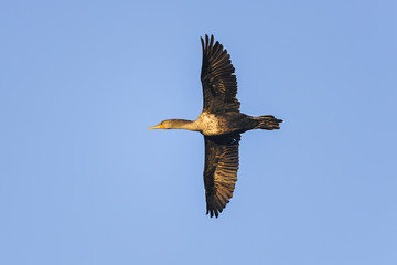 double-crested cormorant, phalacrocorax auritus