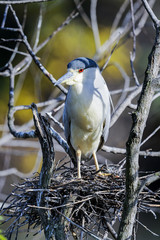 Fototapeta premium black-crowned night heron, nycticorax nycticorax