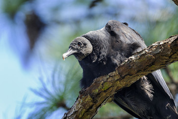 coragyps atratus, black vulture