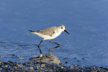 sanderling, calidris alba