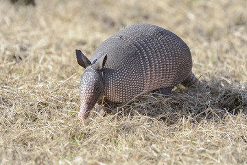 dasypus novemcinctus, nine-banded armadillo
