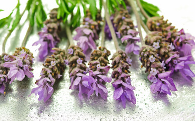 Fresh lavander