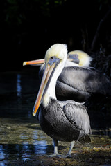 brown pelican, pelecanus occidentalis