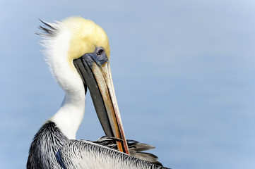 brown pelican, pelecanus occidentalis