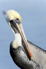 brown pelican, pelecanus occidentalis