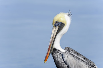 brown pelican, pelecanus occidentalis