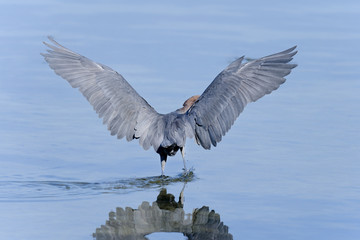 reddish egret,  egretta rufescens