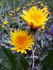 yellow dandelion flower