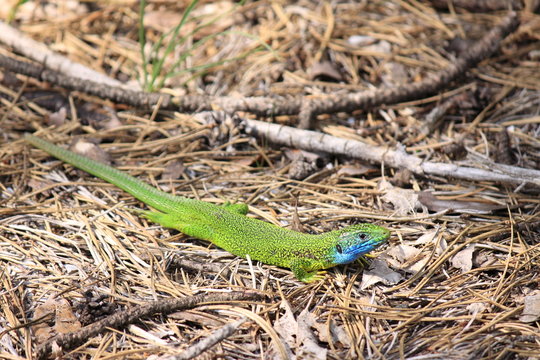 The green lizard - Il ramarro