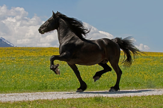 Friese
