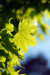 Blätter im Sonnenschein
