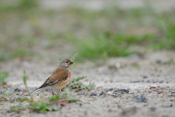 Bluthänfling, Eurasian linnet, Carduelis cannabina