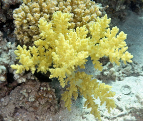 alcyonaire