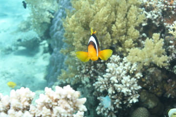 Fototapeta na wymiar poisson clown et anemone