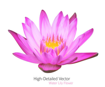 Vector Water Lily Illustration