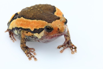 Bullfrog on a white background.