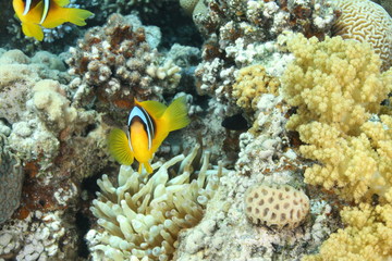 Fototapeta na wymiar Clown i anemon ryba