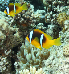 poisson clown et anemone