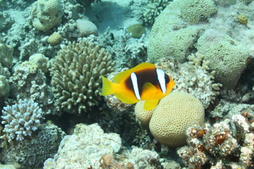 Fototapeta na wymiar poisson clown et anemone
