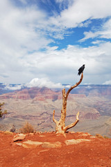Raven - guard of the Grand canyon, Arizona