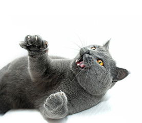 British shorthair cat playing