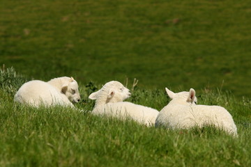 three little lambs sleeping on grass © Patrik Stedrak