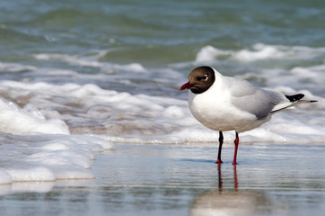 Möwe steht in der Brandung