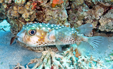 poisson porc épic