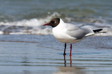 Möwe steht in der Brandung