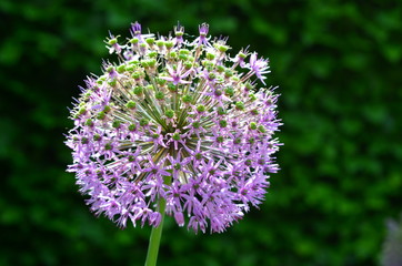 Zierlauch