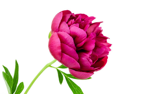 Fototapeta Peony flower
