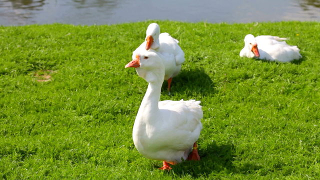 white  geese are grazed on a green lawn near the lake