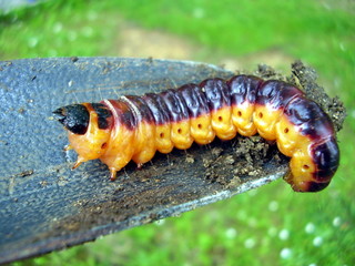 Caterpillar of the Goat Moth Cossus cossus on a trowel