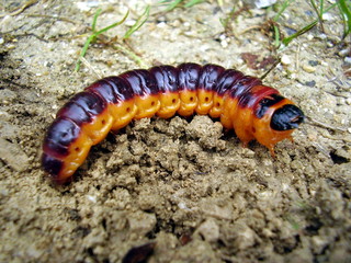 Caterpillar of the Goat Moth Cossus cossus