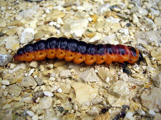 Caterpillar of the Goat Moth Cossus cossus