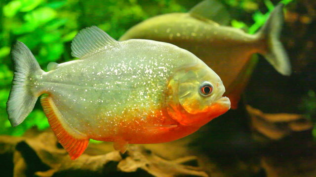 tropical red  piranha  in natural environment