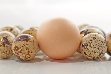 Quail eggs and chiken egg
